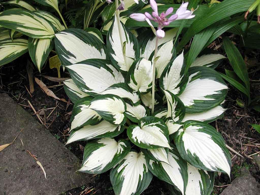 Hosta x fortunei 'Fire and Ice' Weißbunte Funkie Staude von Stauden Gänge, grüne und weiße Blätter, im Garten.