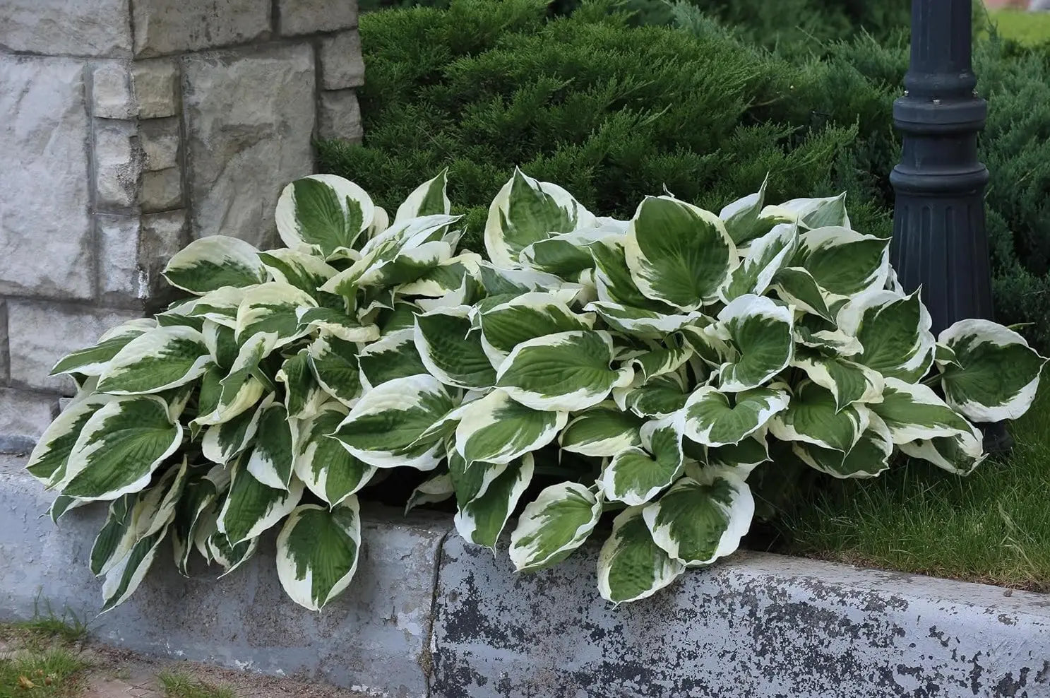 Weiße Rand-Funkie Staude Hosta x fortunei 'Patriot' von Stauden Gänge, grüne Blätter mit weißen Rändern, im Garten.