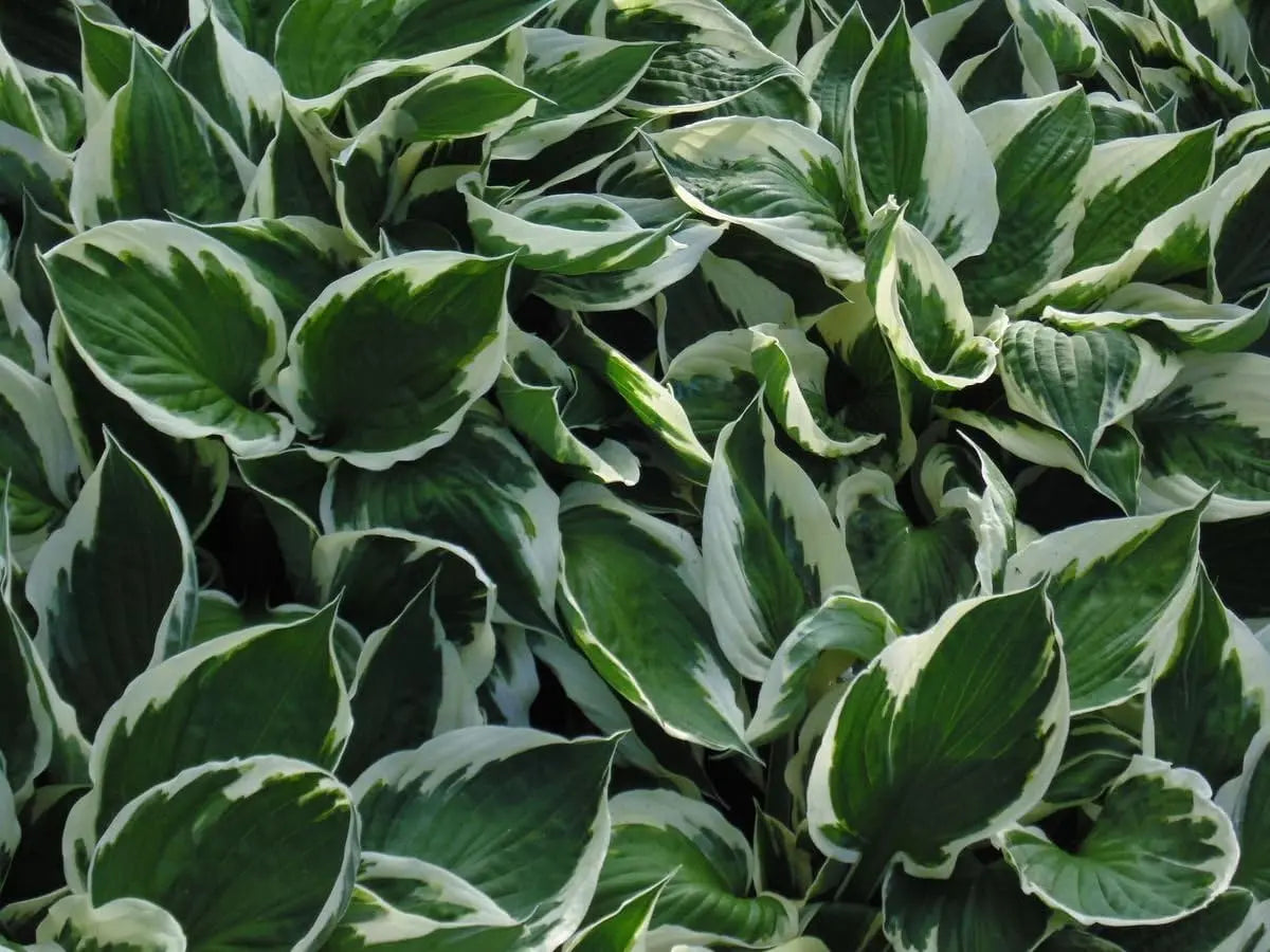 Weiße Rand-Funkie Hosta x fortunei 'Patriot' Staude, grüne Blätter mit weißen Rändern, im Garten.