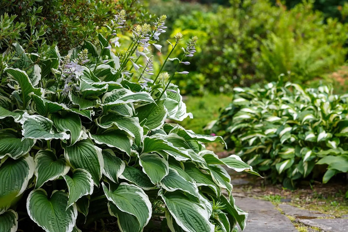 Weiße Rand-Funkie Hosta x fortunei 'Patriot' Staude, grüne Blätter mit weißen Rändern, im Garten.