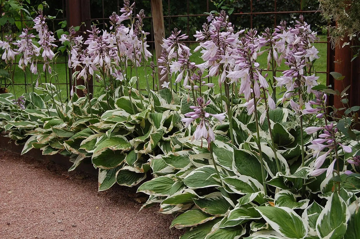 Weiße Rand-Funkie Hosta x fortunei 'Patriot' Staude, grüne Blätter mit weißen Rändern, im Garten.
