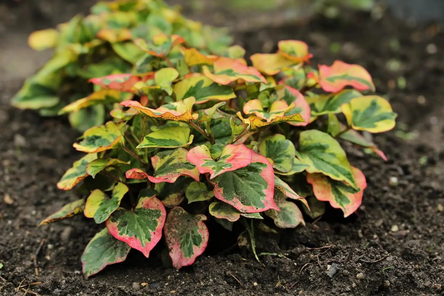 Bunte Houttuynia cordata 'Chameleon' Staude mit bunten, eidechsenschwanzähnlichen Blättern, Stauden Gänge, langlebige Zierpflanze