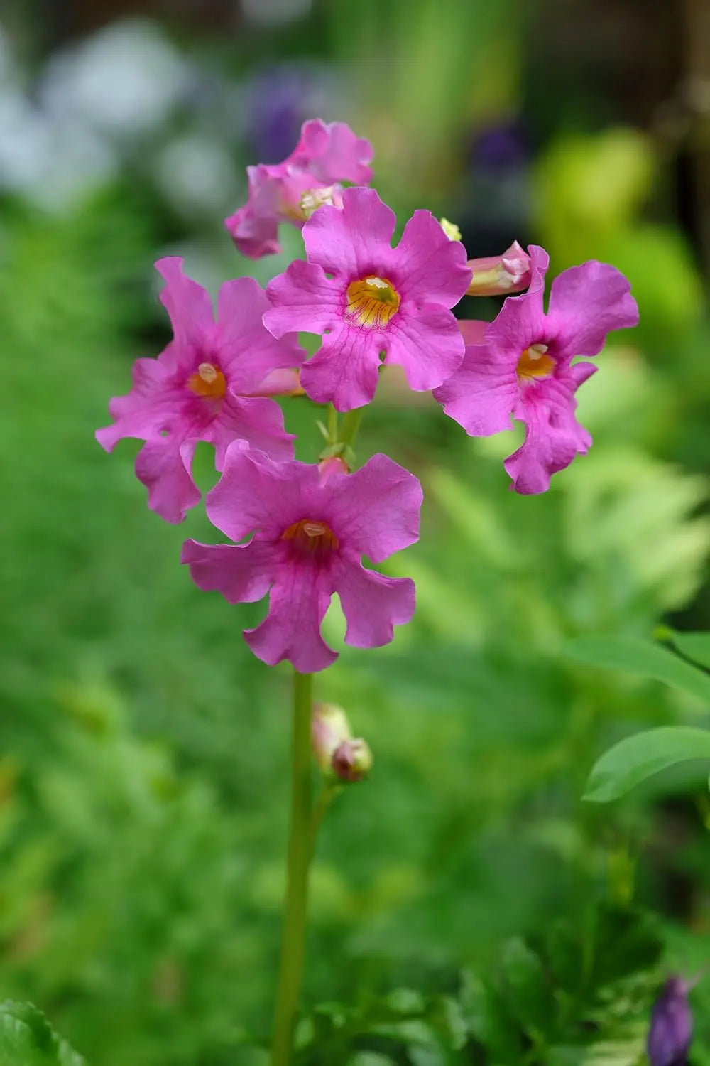Incarvillea delavayi, Staude von Stauden Gänge, blühende Freilandgloxinie mit bunten Blüten in Gartenumgebung