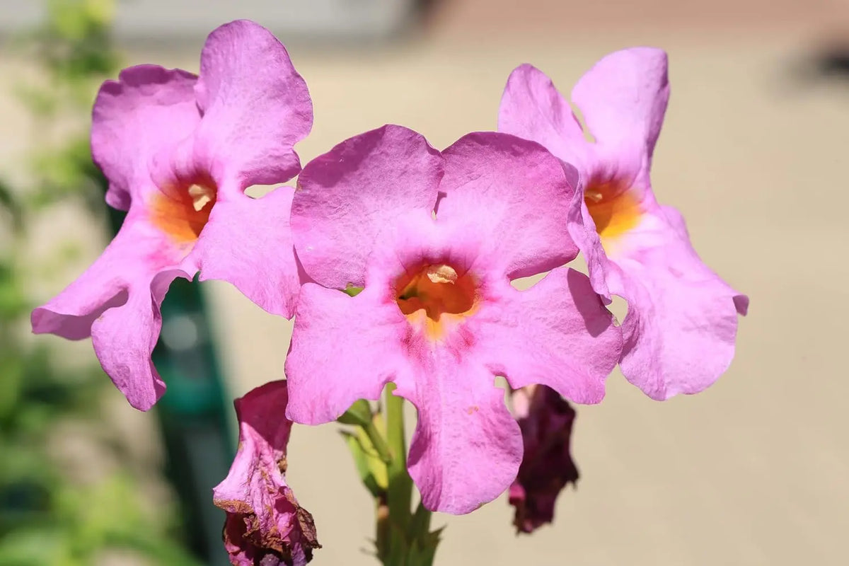 Incarvillea delavayi Freilandgloxinie Staude, blühende Pflanze mit bunten Blüten, bei Stauden Gänge im Garten.