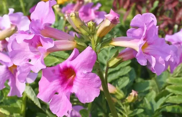 Incarvillea delavayi, Freilandgloxinie, Staude von Stauden Gänge mit bunten Blüten in natürlicher Gartenumgebung