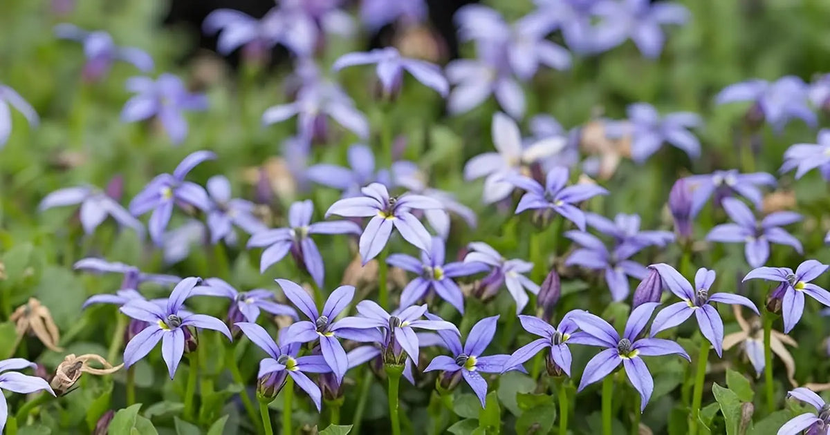 Blaue Isotoma fluviatilis 'Country Park' Staude mit zarten Blüten, Stauden Gänge, natürliche Gartendekoration