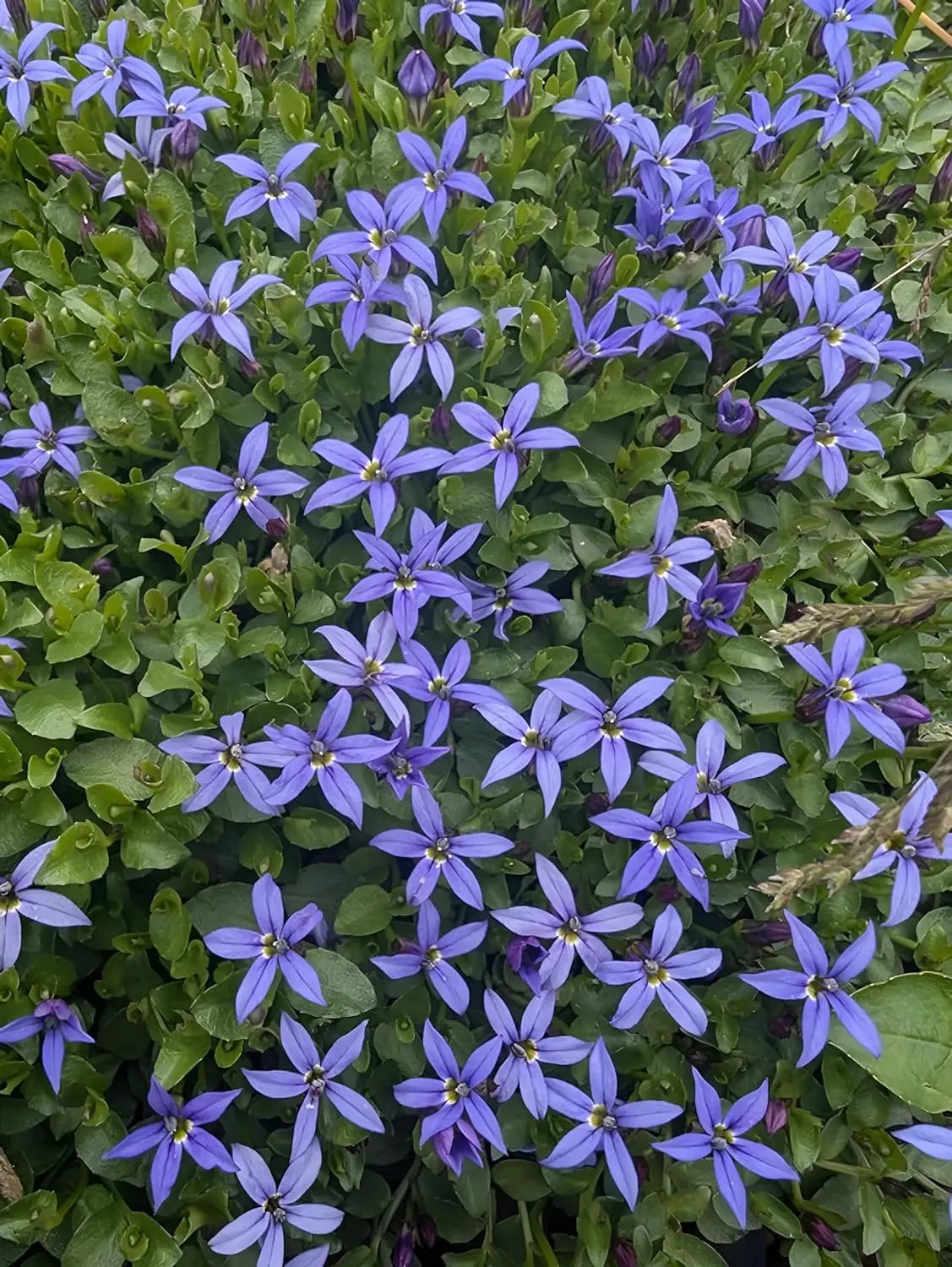 Blaue Isotoma fluviatilis 'Country Park' Staude mit zarten Blüten, von Stauden Gänge, Nahaufnahme der blauen Blüten und grünen Blätter