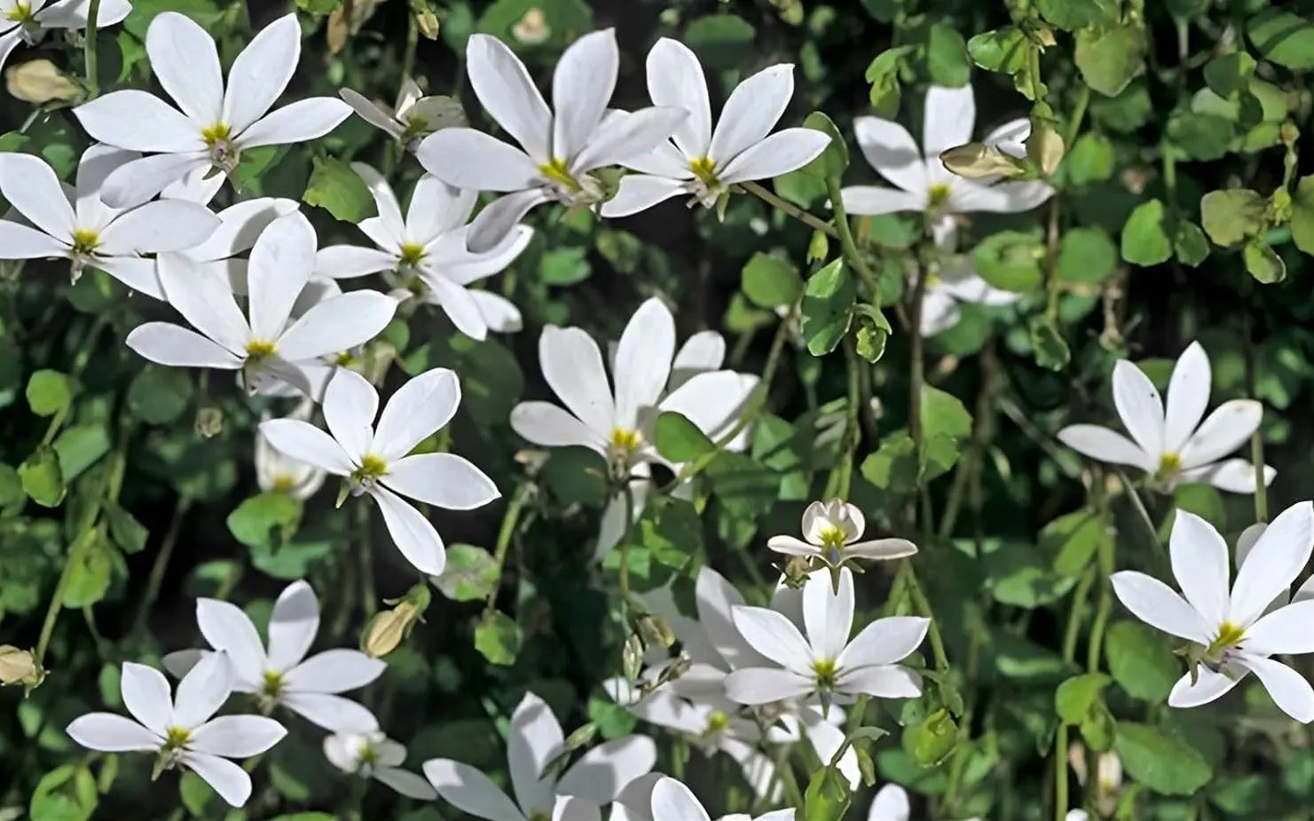 Weiße Staude Isotoma fluviatilis 'Treadwellii' mit zarten Blüten, wächst als robuste Staude in Gartenbeet, von Stauden Gänge.