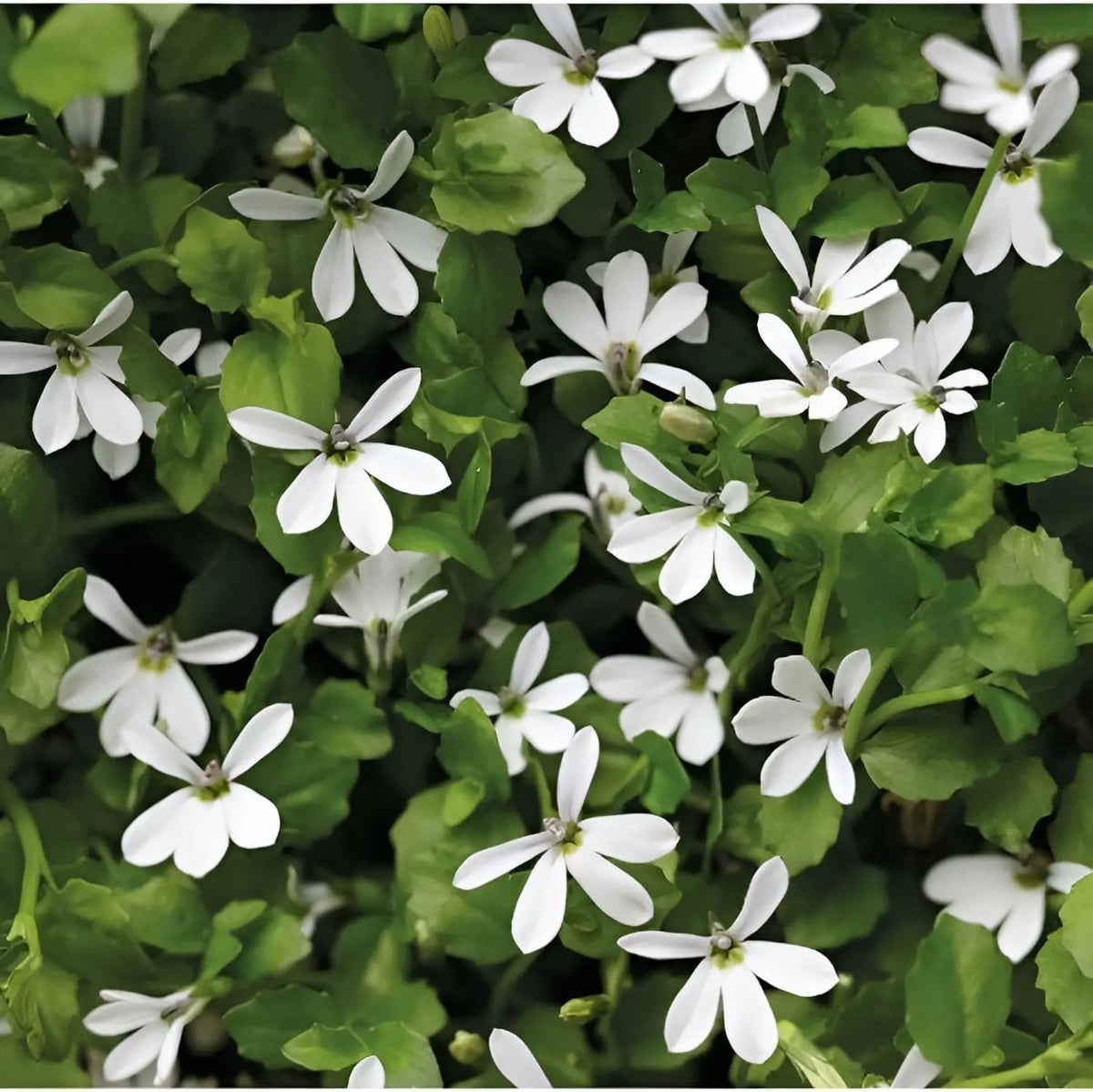 Weiße Staude Isotoma fluviatilis 'Treadwellii' vom Gartenmarkt Stauden Gänge, detailreiche Blüten und grüne Blätter.