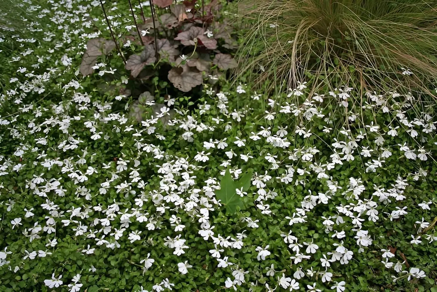 Weiße Staude Isotoma fluviatilis 'Treadwellii' von Stauden Gänge, blühende Pflanze mit weißen Blüten und grünem Laub