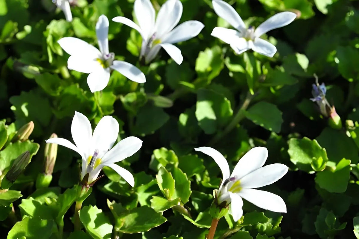 Bodenbild einer Staude Isotoma fluviatilis 'Treadwellii' mit weißen Blüten, wächst in einem Garten, von Stauden Gänge.