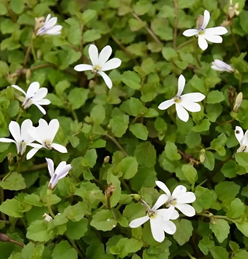Weiße Isotoma fluviatilis 'Treadwellii' Staude mit zarten Blüten, wächst als dekorative Gartenstaude.