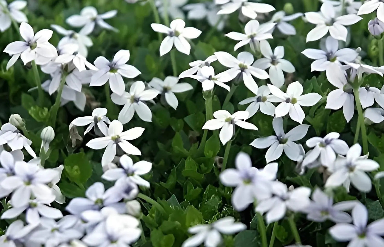 Weißer Bubikopf Isotoma fluviatilis Staude von Stauden Gänge, grüne Blätter und weiße Blüten in einem Garten.