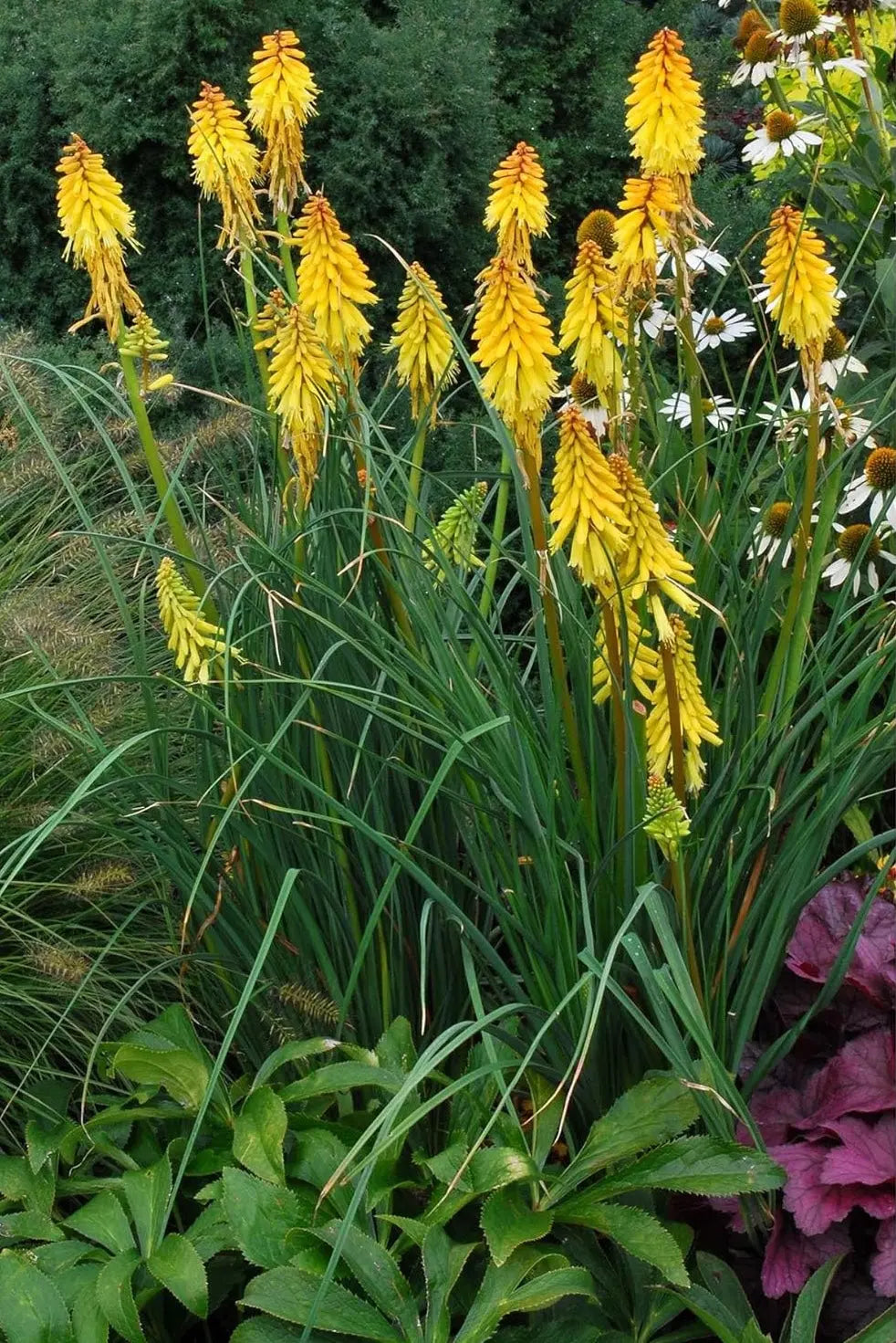Gelbe Kniphofia 'Banana Popsicle' Staude von Stauden Gänge mit hohen, leuchtend gelben Blütenständen, die an Fackeln erinnern.