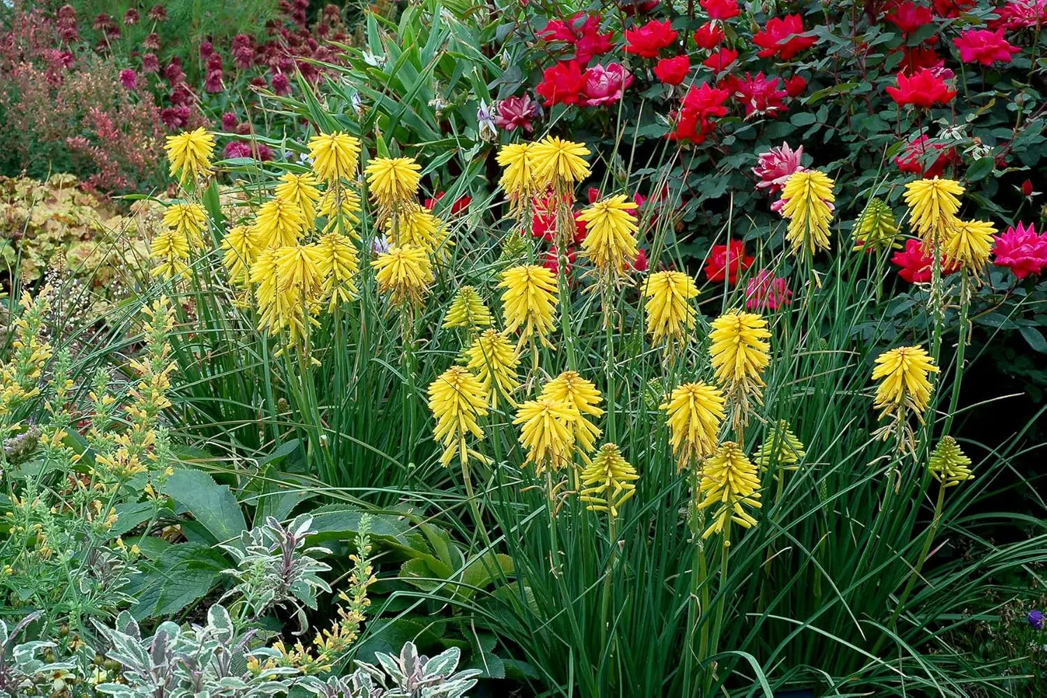 Gelbe Kniphofia 'Banana Popsicle' Staude mit orangegelben Blüten, natürliche Pflanze im Garten, von Stauden Gänge.