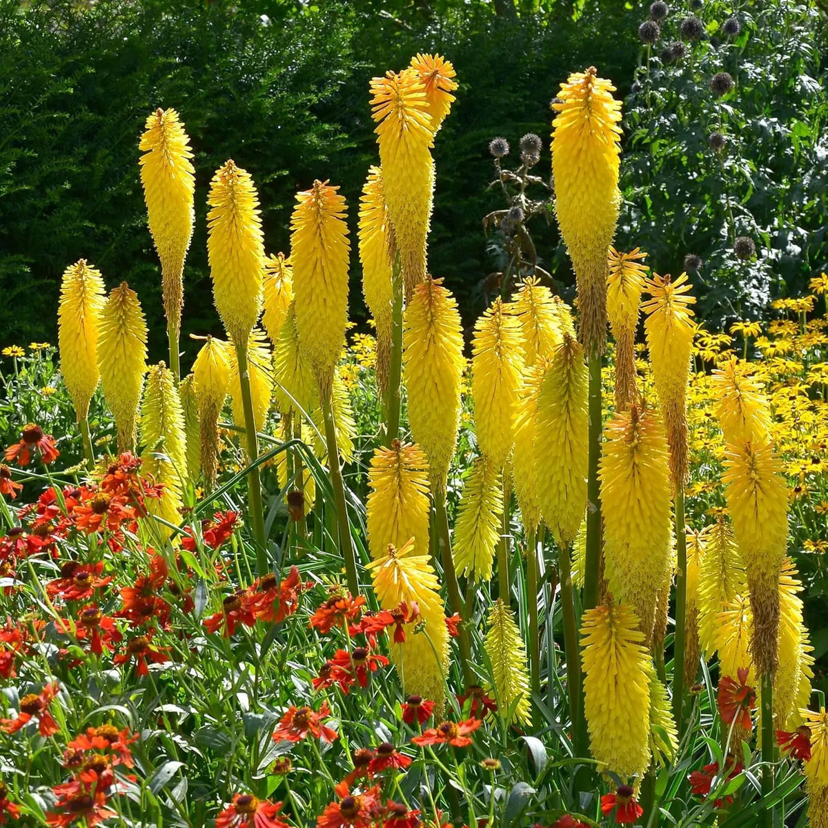 Gelbe Fackellilie Kniphofia 'Banana Popsicle' als Staude, mit leuchtenden gelben Blütenrispen in natürlicher Gartenszene