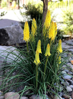 Gelbe Kniphofia 'Lemon Popsicle' Staude, Tritome, mit langen, schmalen Blättern und leuchtend gelben Blütenständen.