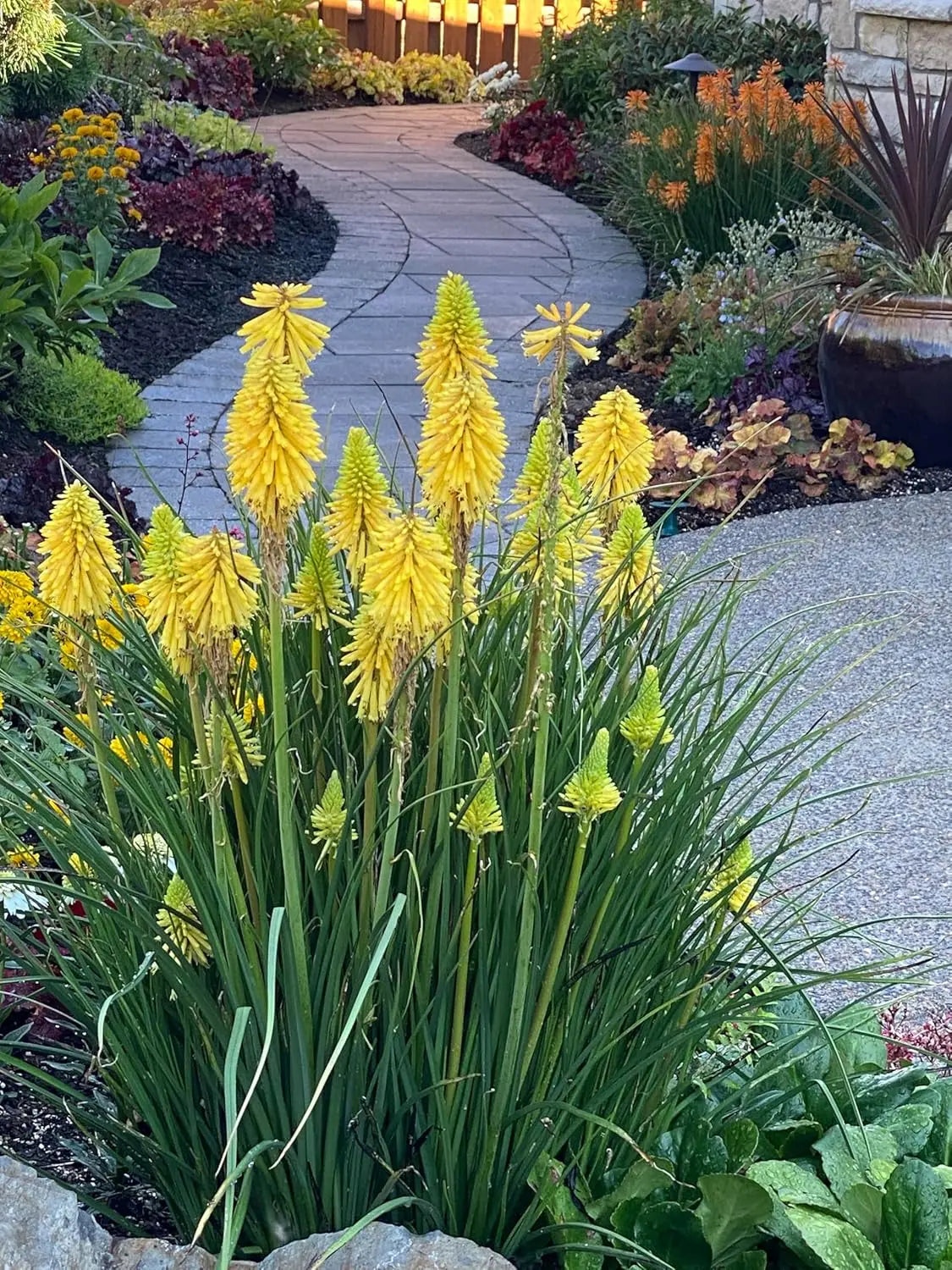 Gelbe Fackellilie Kniphofia 'Lemon Popsicle' von Stauden Gänge, blühende Staude mit leuchtend gelben Blüten, im Garten.