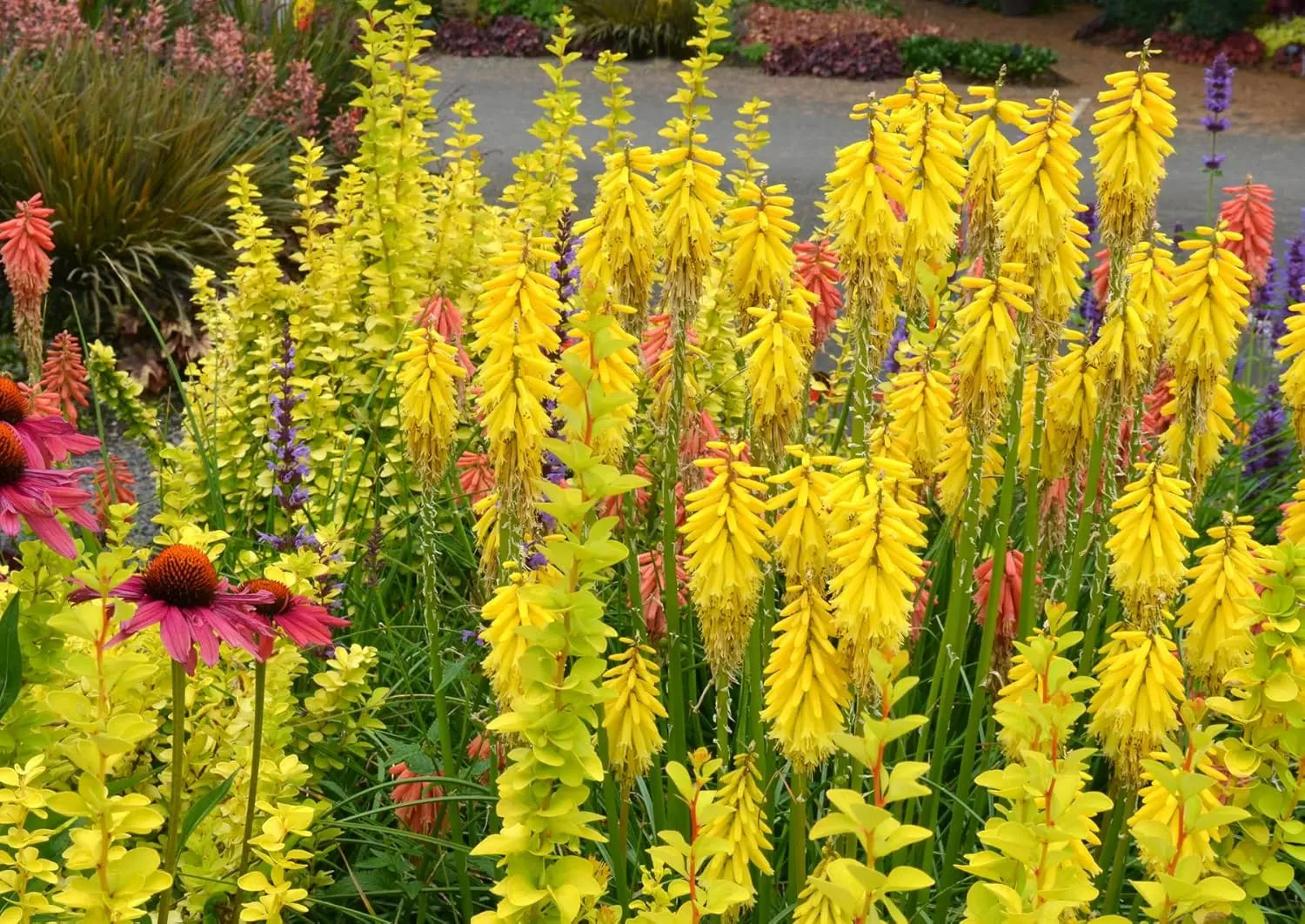 Gelbe Kniphofia 'Lemon Popsicle' Staude von Stauden Gänge, mit leuchtenden Fackellilien in naturgetreuer Darstellung.