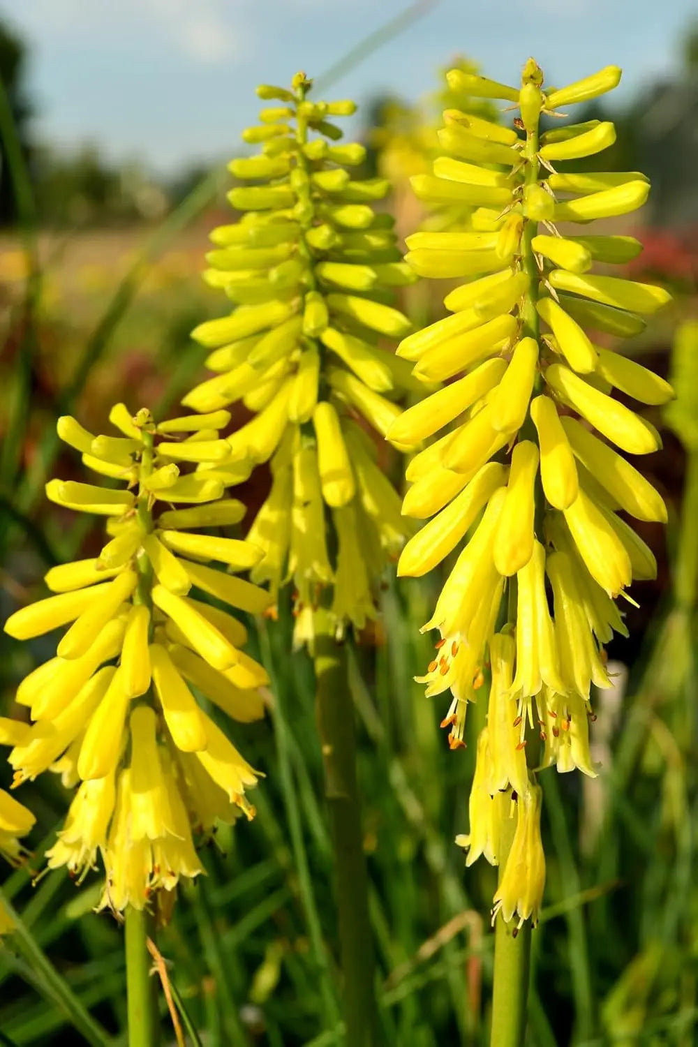 Gelbe Fackellilie Kniphofia 'Lemon Popsicle' als Staude, mit langen, leuchtend gelben Blütenständen, von Stauden Gänge.