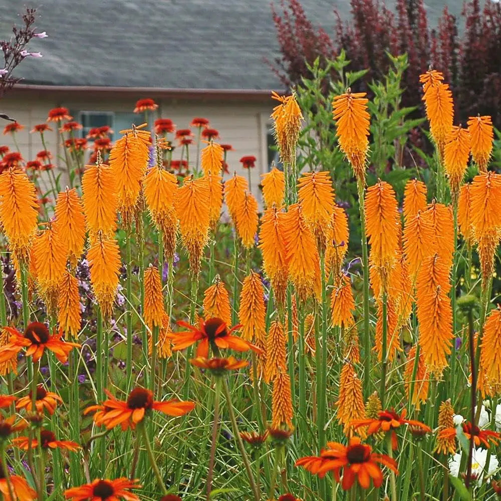 Orange Fackellilie Kniphofia 'Mango Popsicle' Staude von Stauden Gänge mit leuchtend orangefarbenen Blüten.