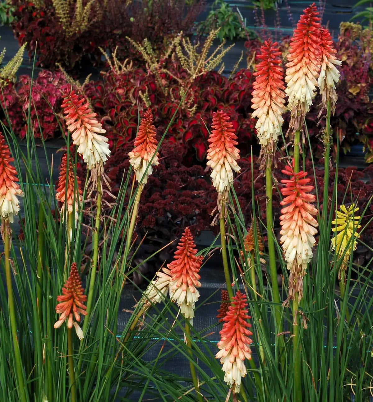 Bunte Fackellilie Kniphofia 'Orange Vanilla Popsicle', Staude mit orangefarbenen und cremefarbenen Blüten, von Stauden Gänge