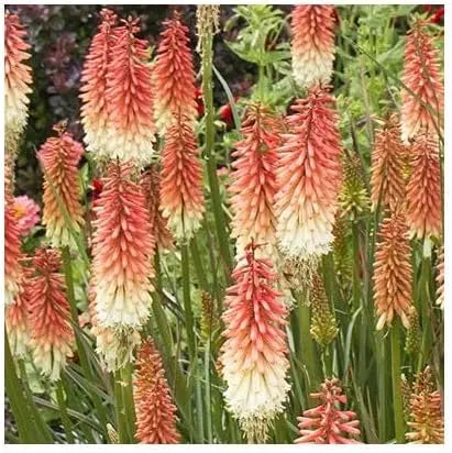 Bunte Fackellilie Kniphofia 'Orange Vanilla Popsicle' Staude, orange-rote Blüten, wächst auf einer Stauden Gänge-Gartenfläche