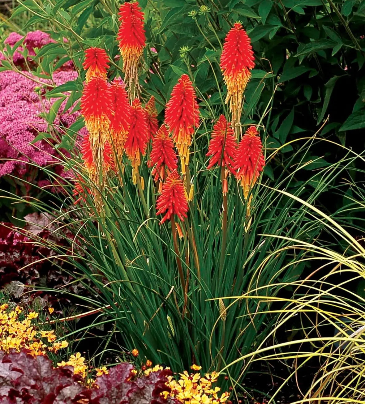 Staude Kniphofia 'Papaya Popsicle' von Stauden Gänge mit orangen und gelben Blüten, Fackellilie, Tritome, blühende Pflanze