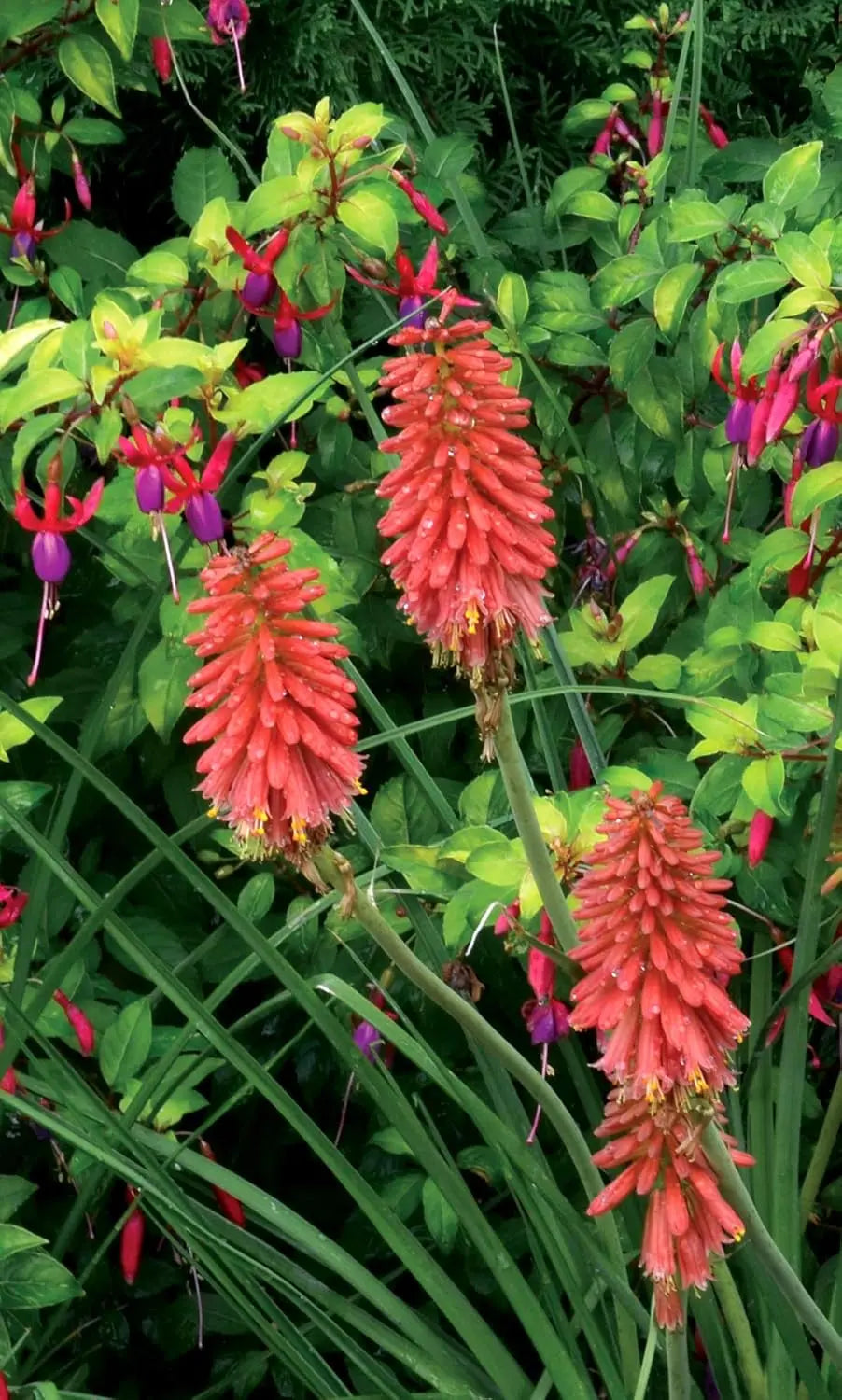 Rote Fackellilie Kniphofia 'Redhot Popsicle' als Staude, mit leuchtend roten Blüten und grünen Blättern, von Stauden Gänge.