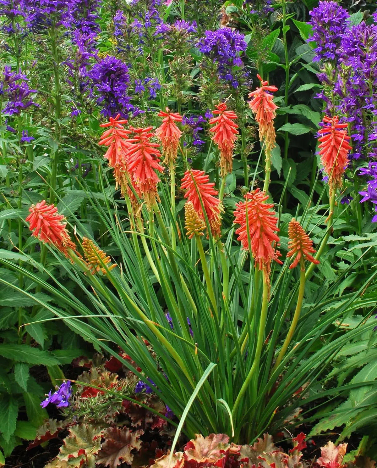 Rote Fackellilie Kniphofia 'Redhot Popsicle' Staude mit leuchtend roten Blüten, gepflanzt in einem Garten, von Stauden Gänge.