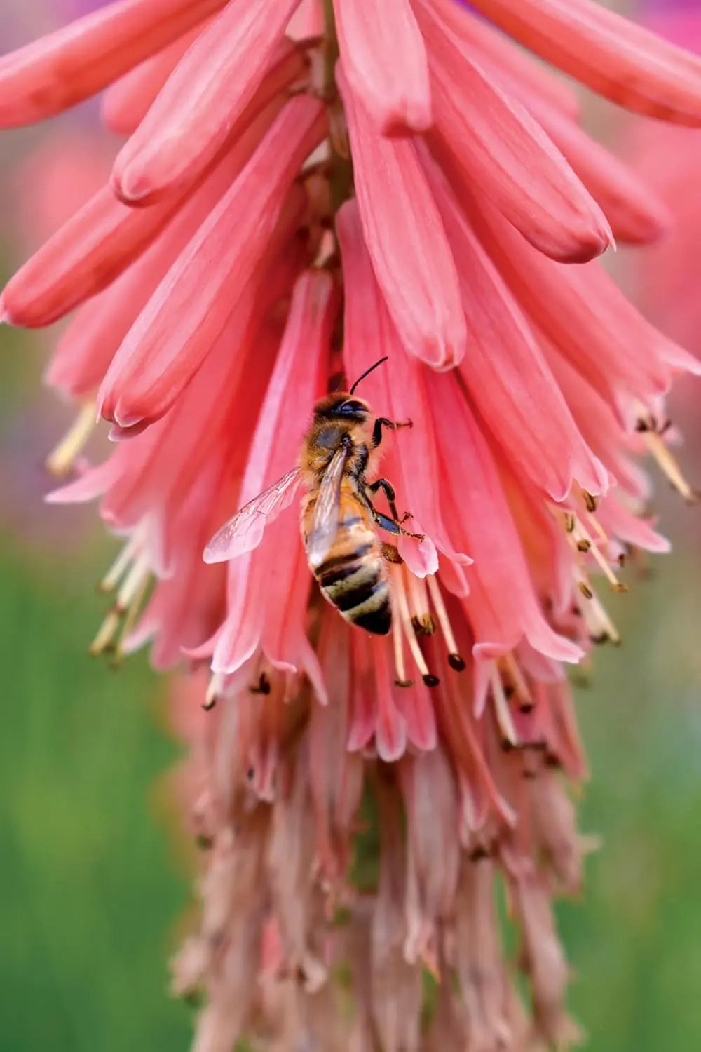 Rote Fackellilie Kniphofia 'Redhot Popsicle' als Staude in blühender Gartenszene, gelbe bis rote Blüten, sonniger Standort