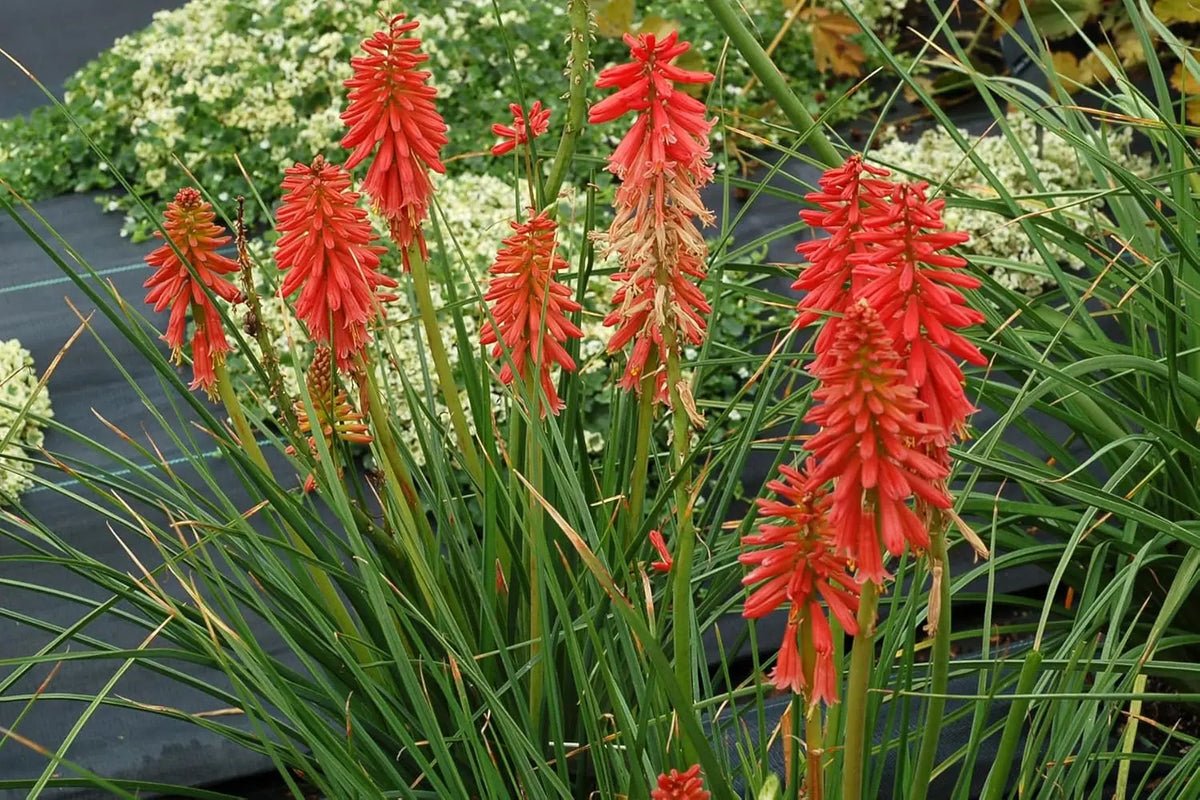 Rote Fackellilie 'Redhot Popsicle' - Tritome, Staude mit roten Blütenständen, aufrecht wachsend, in Garten-Umgebung.