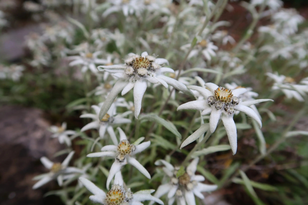 Leontopodium souliei 'Alpina White' Edelweiss Staude von Stauden Gänge, weiße Blüten, robuste Gartenpflanze, Nahaufnahme