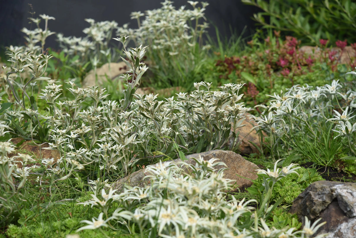 Leontopodium souliei 'Alpina White' Edelweiß Staude von Stauden Gänge, weiße Blüten, robuste Pflanze für den Garten