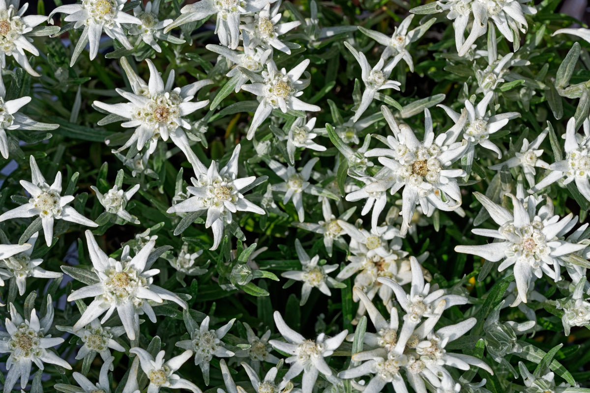 Leontopodium souliei 'Alpina White' Edelweiß, Staude von Stauden Gänge, weiße Blüten und grüne Blätter, Nahaufnahme