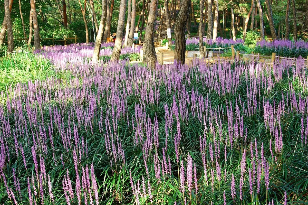 Liriope muscari 'Big Blue' Lilientraube Staude, blühende Pflanze mit blauen Blüten, von Stauden Gänge in Gartenlandschaft