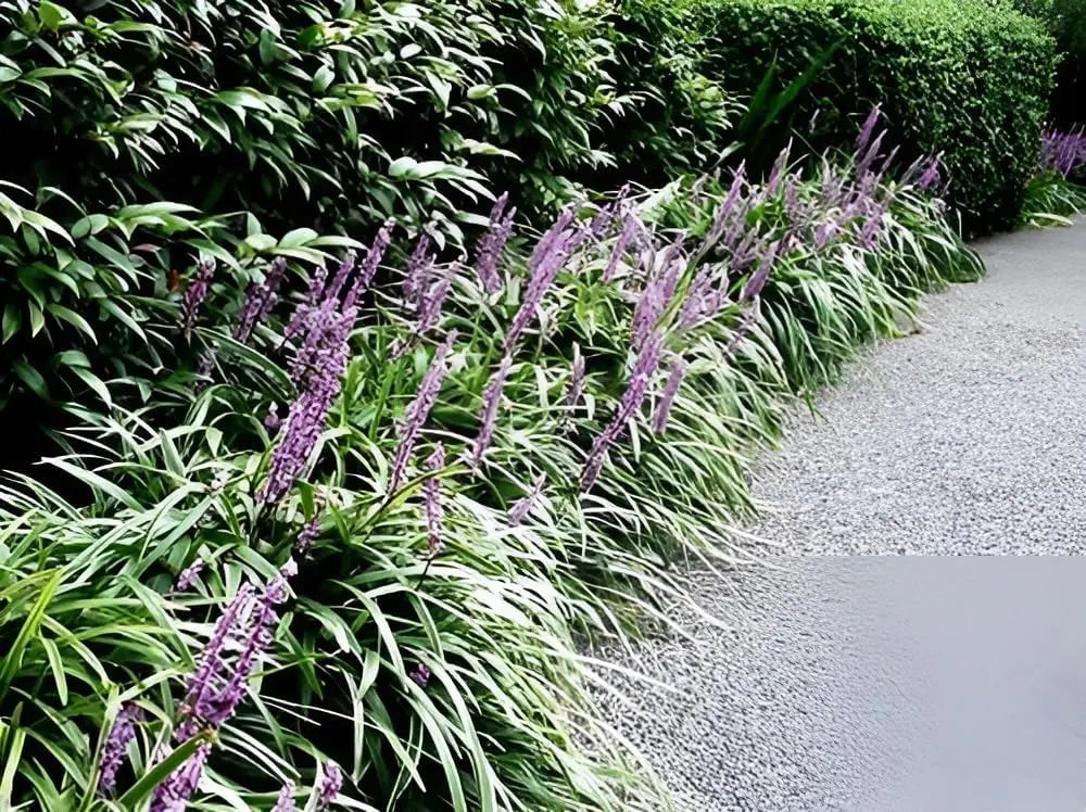 Liriope muscari 'Big Blue' Staude von Stauden Gänge, blühende Lilientraube mit violellen Blüten in Gartenszene