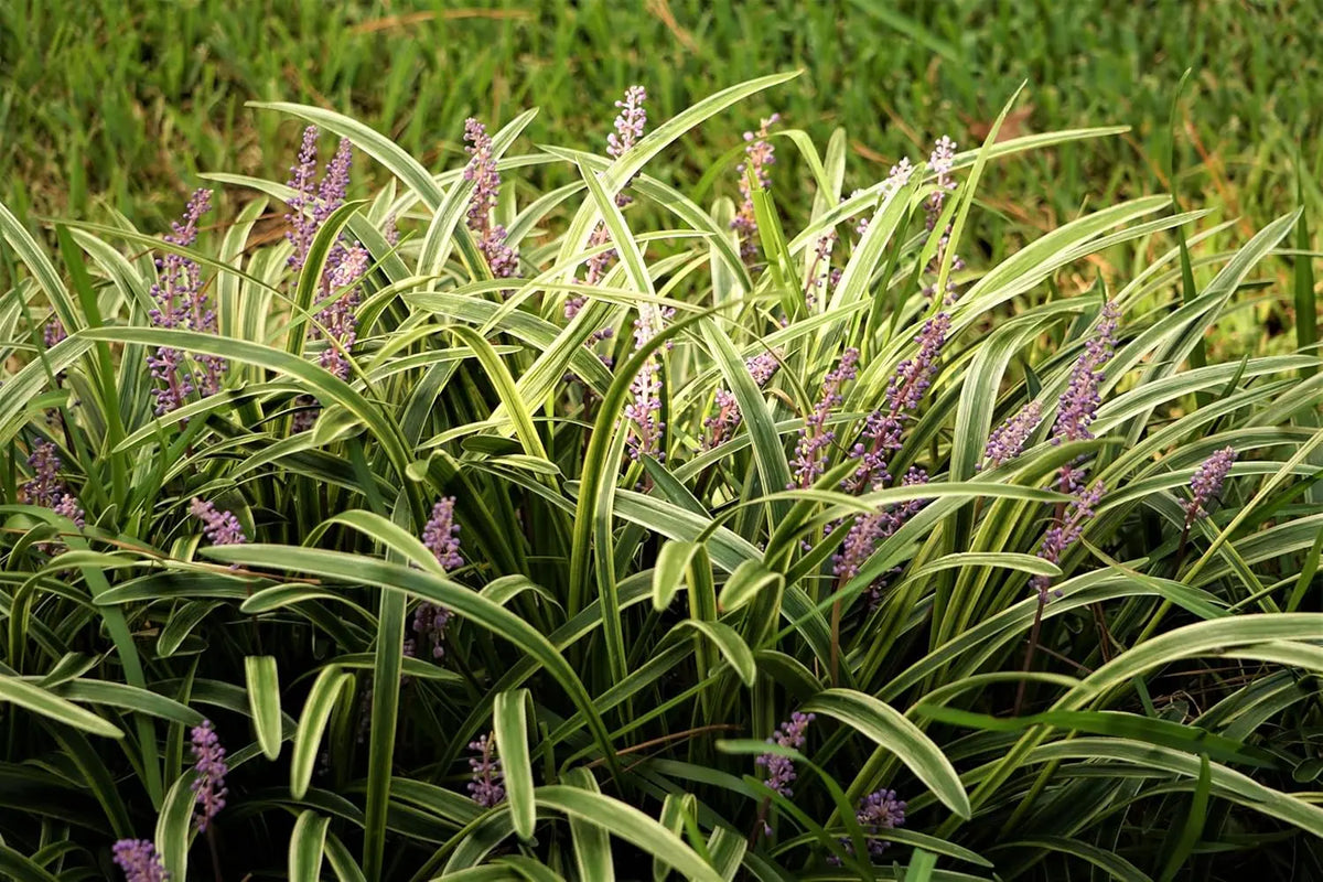 Bunte Lilientraube Liriope muscari 'Goldbanded' Staude mit goldgelben und grünen Blättern, Stauden Gänge, Nahaufnahme
