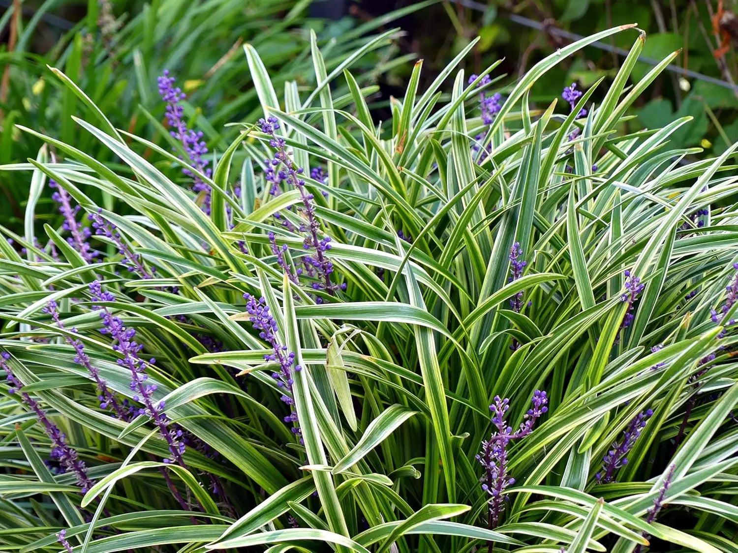 Bunte Lilientraube Liriope muscari 'Goldbanded' Staude mit gelben und grünen Blättern, Stauden Gänge, Nahaufnahme