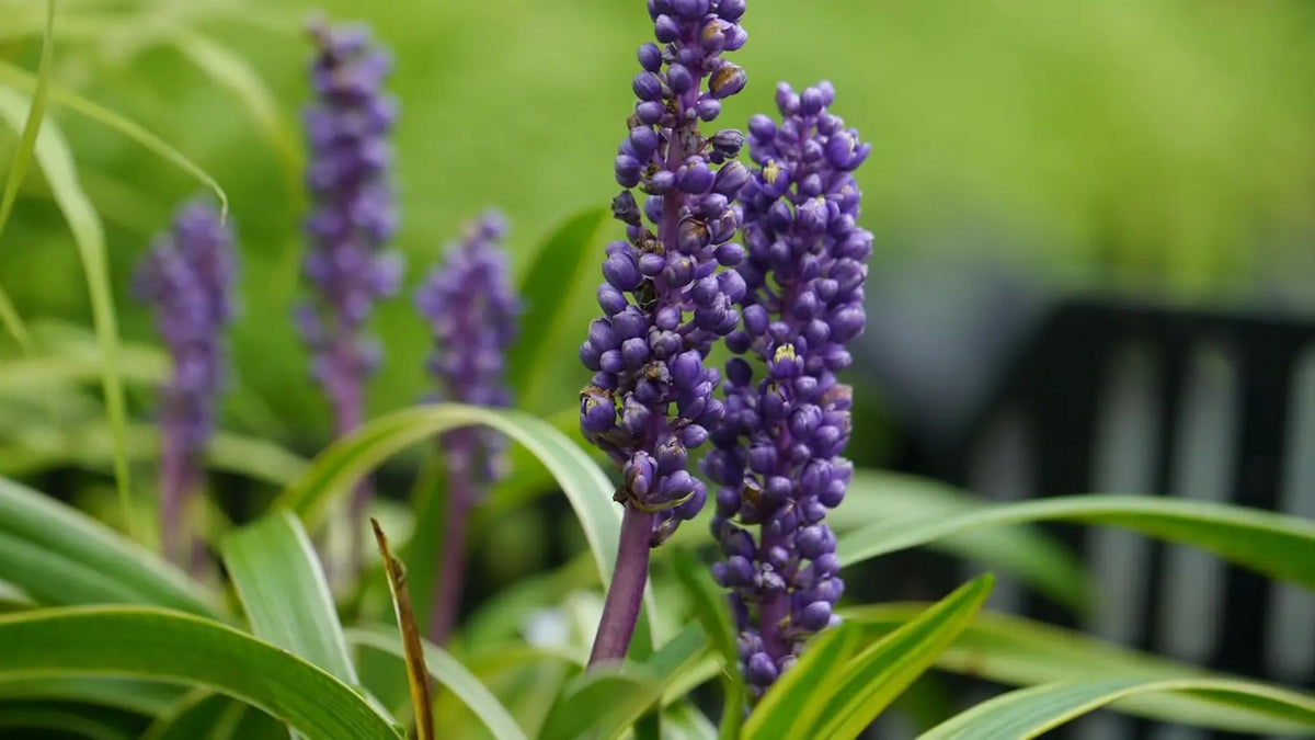 Bunte Lilientraube Liriope muscari 'Goldbanded' Staude mit gelben und grünen Blättern, gedeiht in Garten.