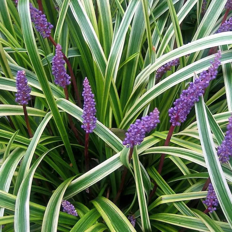 Bunte Liriope muscari 'Goldbanded', Staude mit gelben und grünen Blättern, wächst als Zierpflanze in Garten.