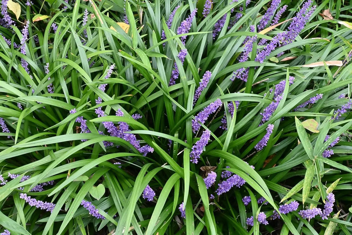 Liriope muscari 'Ingwersen' Lilientraube Staude mit violellen Blüten, wächst in einem Garten, von Stauden Gänge.