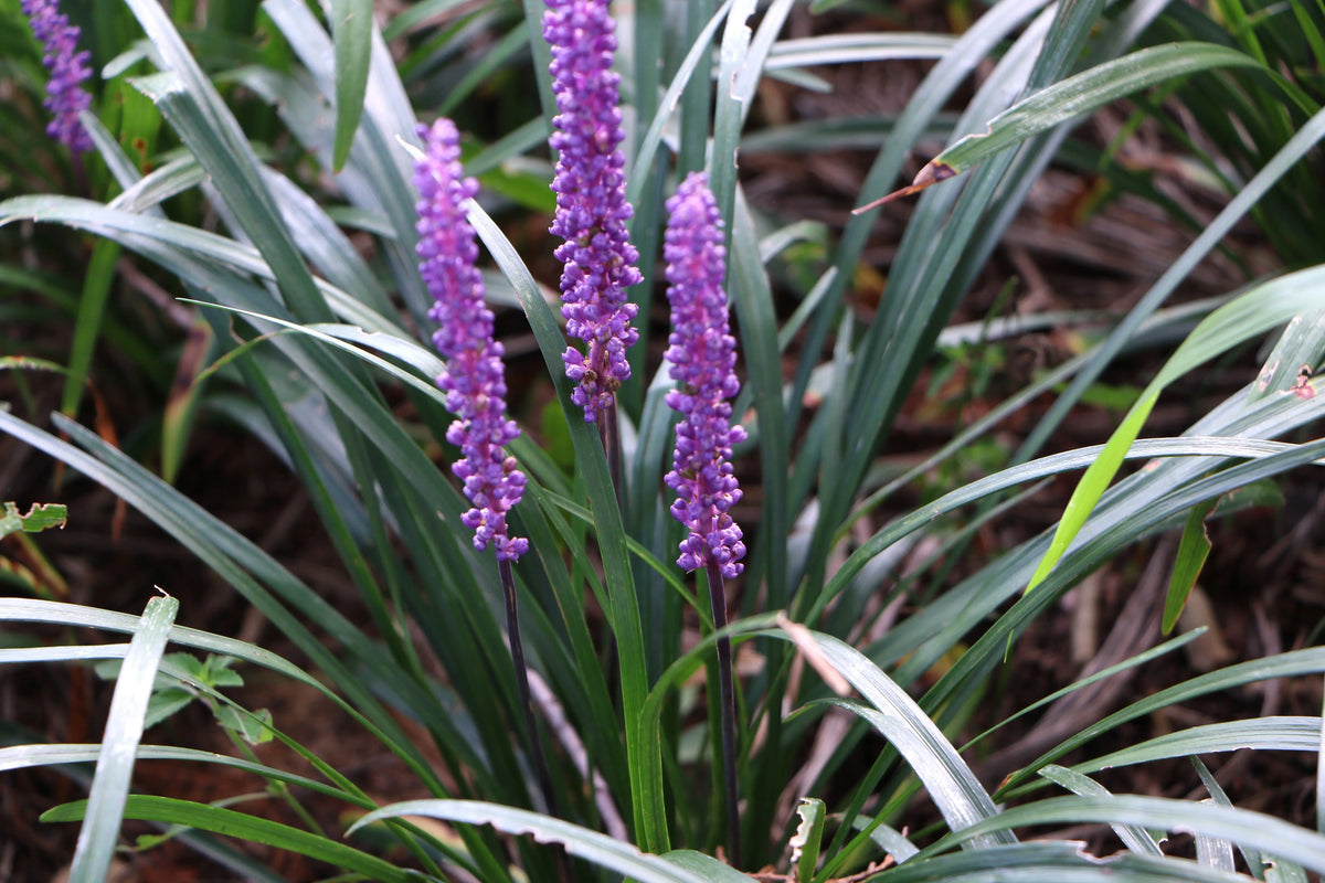 Liriope muscari 'Lilac Wonder' Staude mit lilafarbenen Blüten, wächst als Zierstaude, von Stauden Gänge.