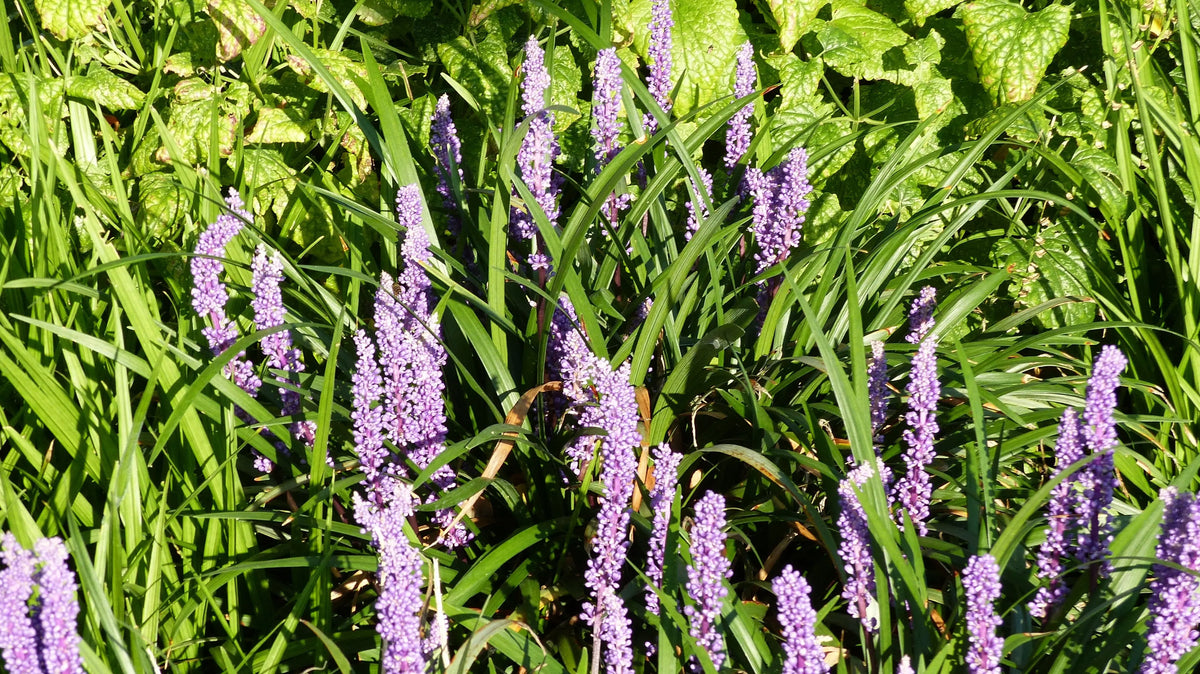 Liriope muscari 'Lilac Wonder', Lilientraube, eine Staude mit lilafarbenen Blüten, in einem Garten.
