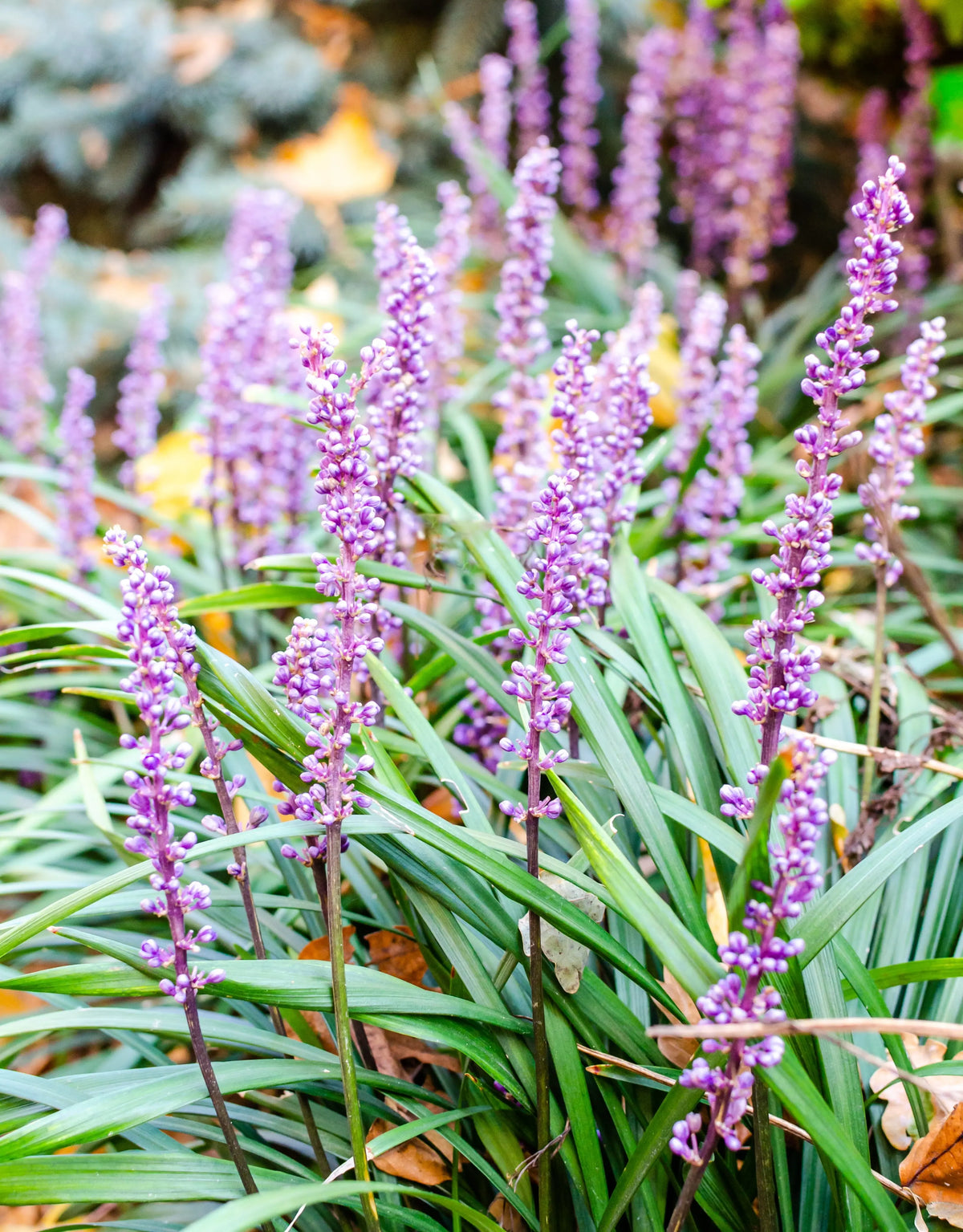 Liriope muscari 'Lilac Wonder' Staude von Stauden Gänge mit lilafarbenen Blüten und grünen Blättern, Nahaufnahme.