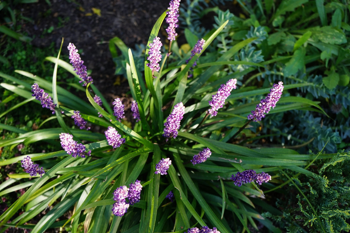 Liriope muscari 'Lilac Wonder' Staude mit lilafarbenen Blüten, gepflanzt in einem Garten, von Stauden Gänge.