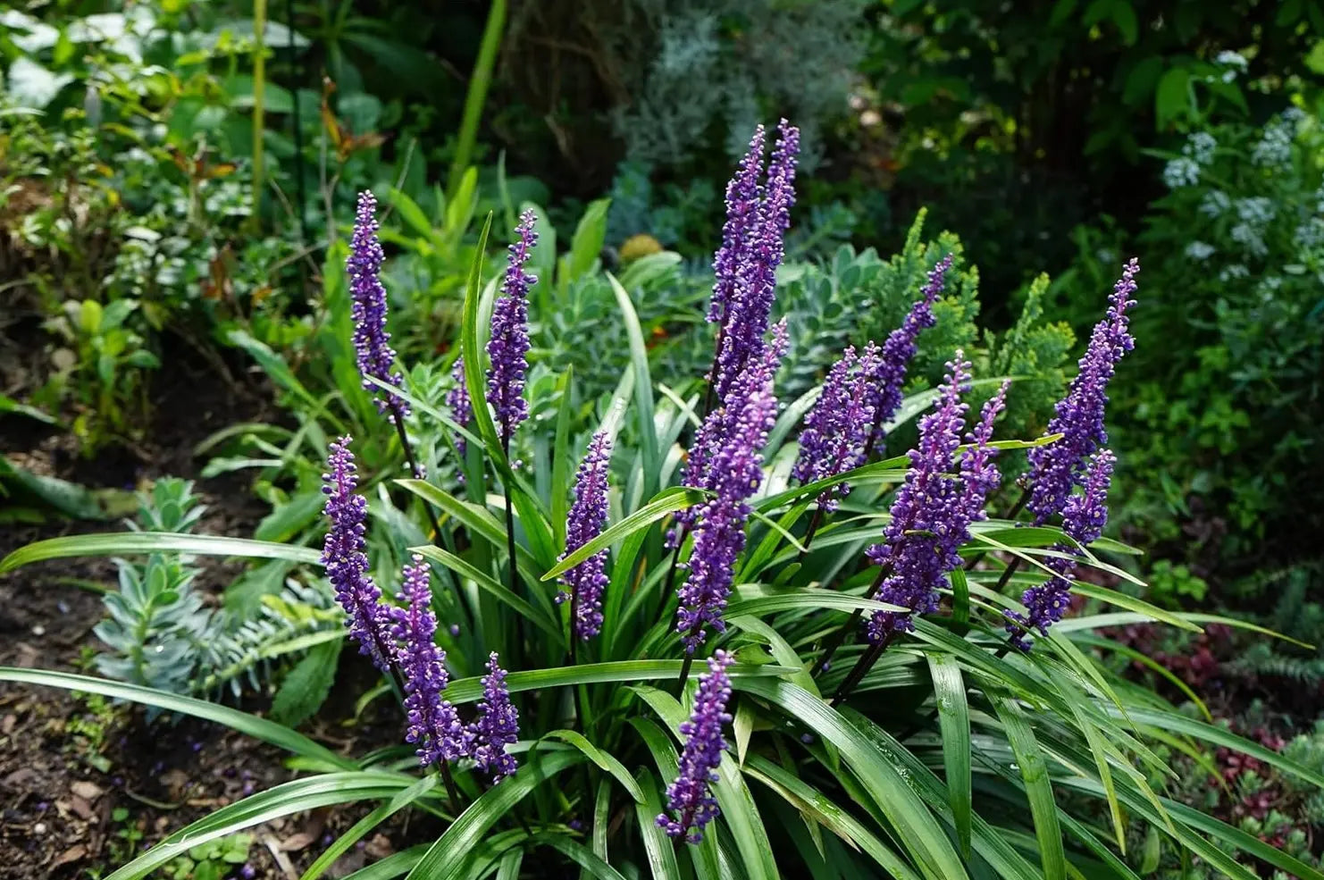 Liriope muscari 'Moneymaker' Lilientraube Staude, grüne Blätter und violette Blüten, bei Stauden Gänge.