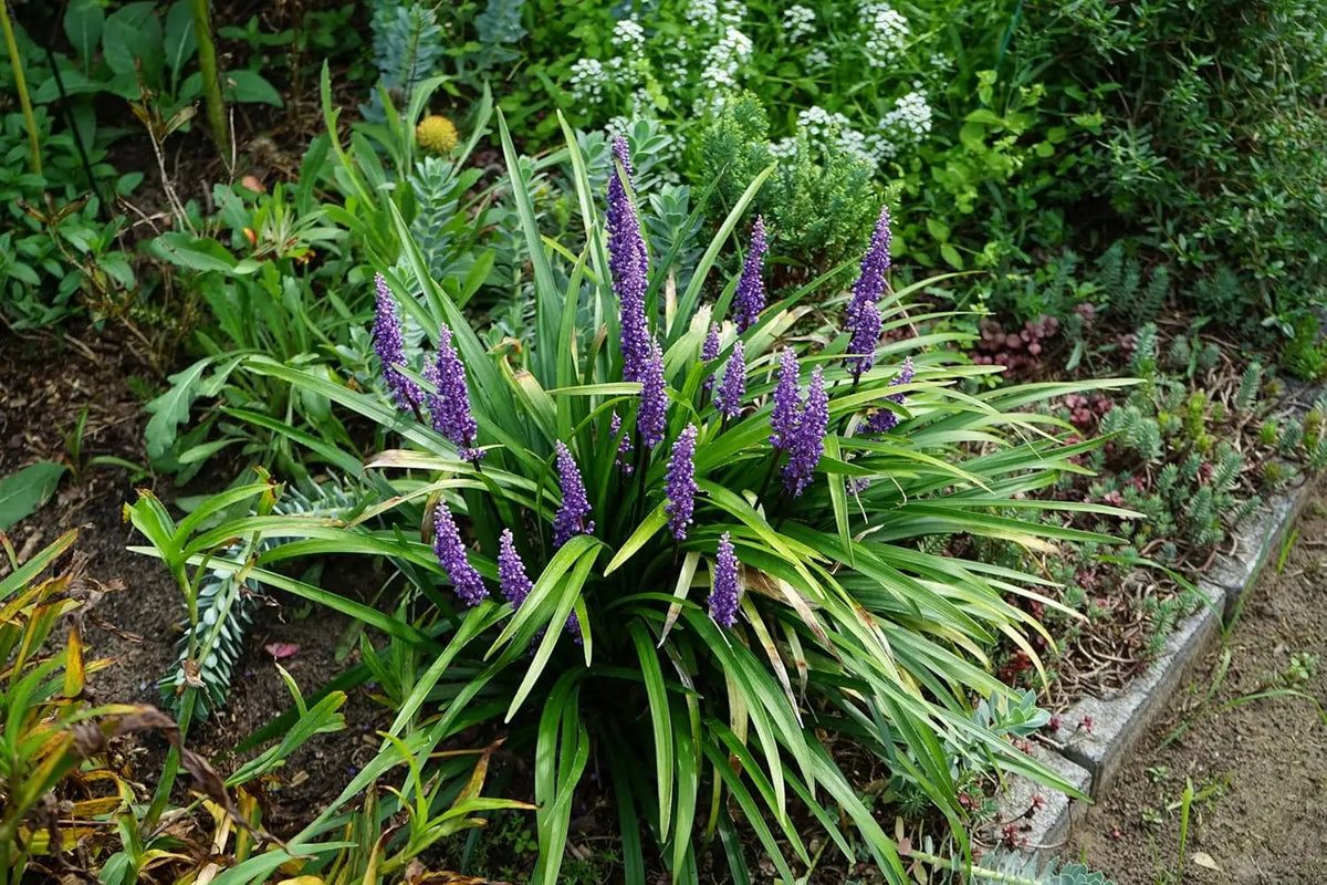 Liriope muscari 'Moneymaker' als grüne Staude mit lilafarbenen Blüten, zeigt ihre dichten, schmalen Blätter.