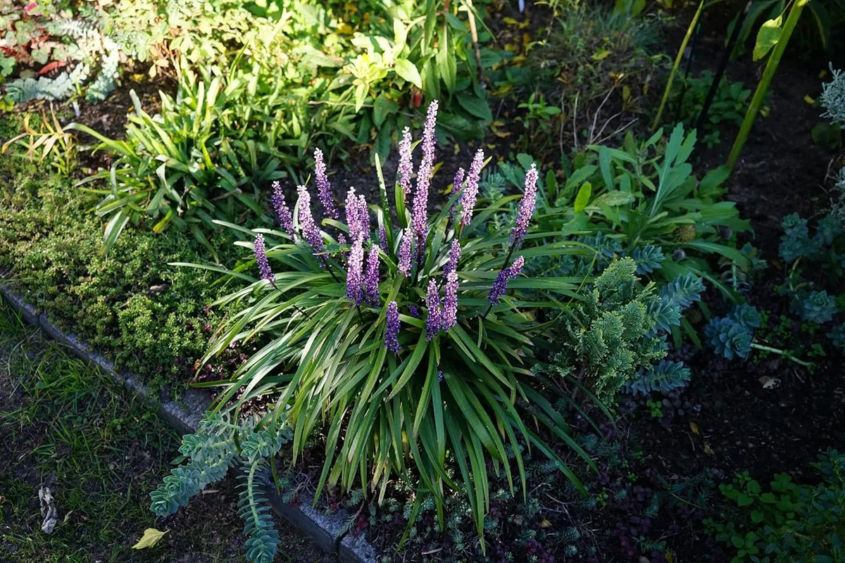 Liriope muscari 'Moneymaker' Lilientraube Staude von Stauden Gänge, grüne Blätter und lilafarbene Blüten, im Garten fotografiert