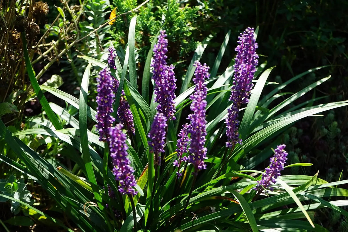 Liriope muscari 'Moneymaker' Staude mit schmalen Blättern und blauen Blüten, Naturaufnahme, von Stauden Gänge